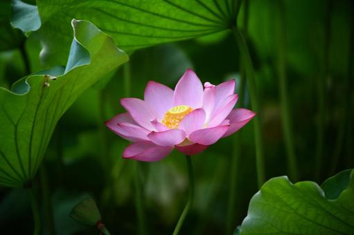 Oga lotus 6, JPG