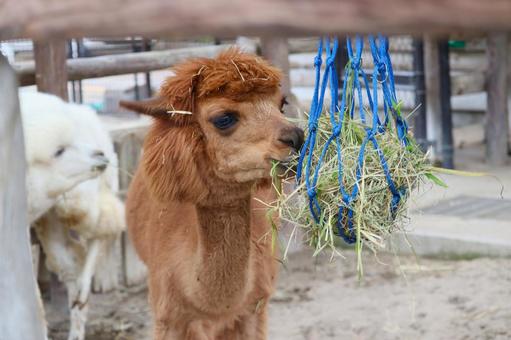 アルパカ アルパカ,生き物,動物の写真素材