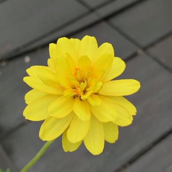 百日草 ジニア イエロー 百日草 ジニア イエロー 百日草,ジニア,黄色の花の写真素材