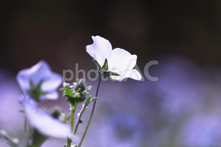 ネモフィラの美しい風景 花,ネモフィラ,植物の写真素材