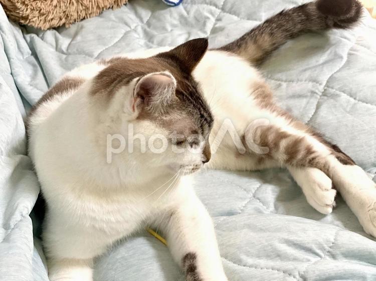 シーツの上でまどろむシャムトラ猫さん 猫,シャムトラ,微睡むの写真素材