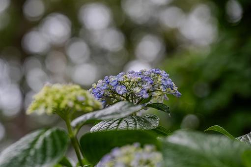 指扇アジサイまつり2025年 指扇アジサイまつり2025年 アジサイ,紫陽花,花の写真素材