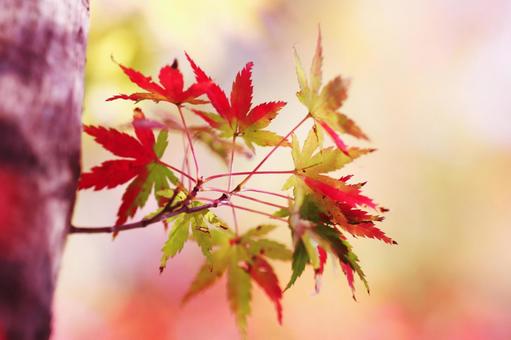 色鮮やかな秋の紅葉 色鮮やかな秋の紅葉 紅葉,秋,もみじの写真素材