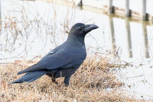 水辺に佇むハシブトガラス 水辺に佇むハシブトガラスの写真