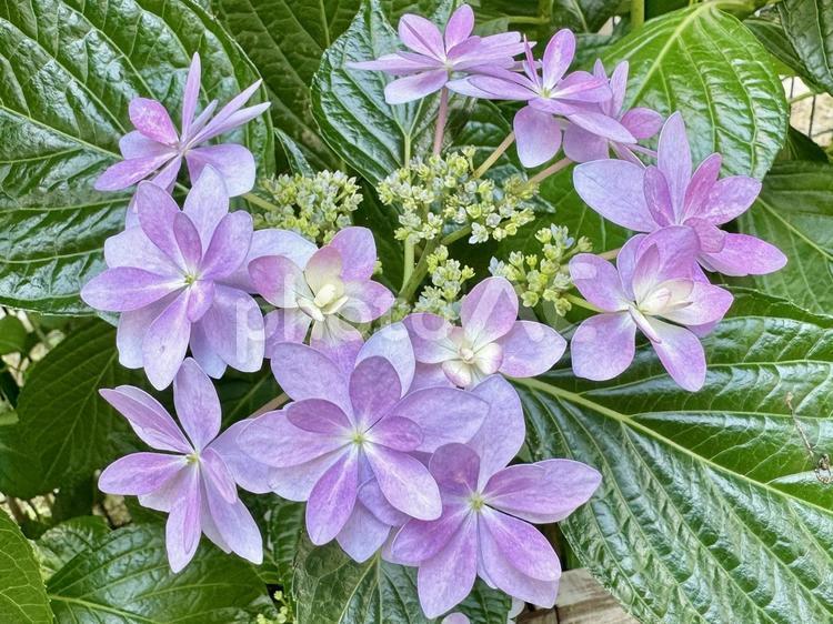 薄いブルーのガクアジサイ ガクアジサイ,ガクあじさい,あじさいの写真素材