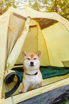 テント入口から顔を出す犬の写真