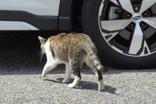 ねこ 箱座り,飼い猫,家猫の写真素材