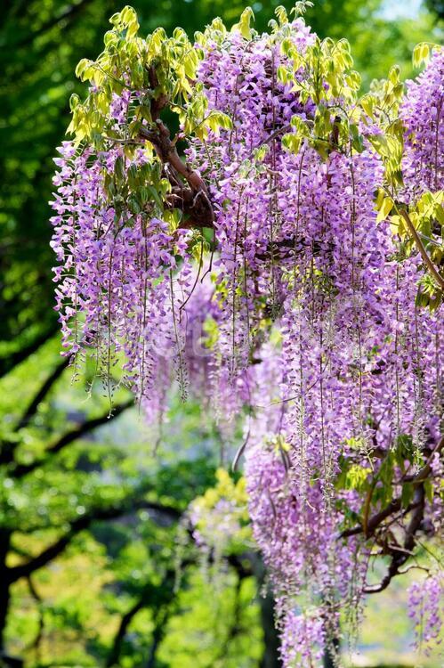 藤棚の藤の花 フジ,藤,紫の写真素材