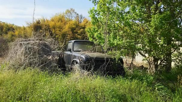 蔦の絡まる古い自動車 廃車,放置車両,放置自動車の写真素材