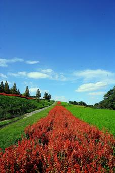 淡路島 あわじ花さじき㊳ サルビア 淡路島 あわじ花さじき㊳ サルビア 兵庫県,あわじ花さじき,サルビアの写真素材
