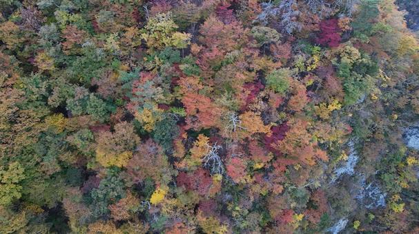 山紅葉008 山,紅葉,山紅葉の写真素材