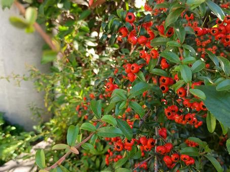 サンザシの実 ピラカンサ,サンザシ,実の写真素材