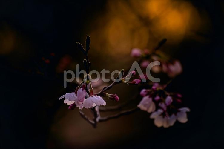 ＜五島の春＞夜明けの鬼岳樹木園の河津桜 桜,河津桜,春の写真素材