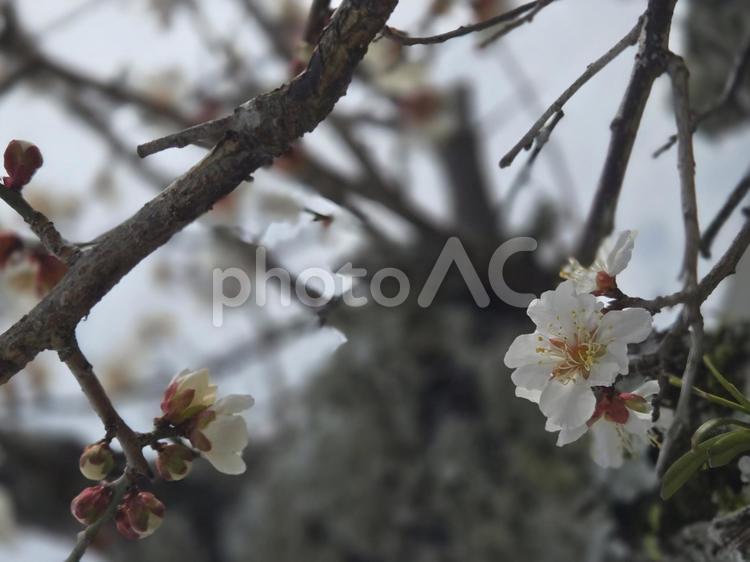 曇りの日の梅の木 春,梅,樹木の写真素材
