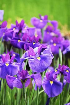 ハナショウブ（花菖蒲） 花菖蒲,ハナショウブ,花の写真素材