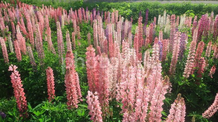 野生のルピナス　昇り藤　北海道の夏 ルピナス,昇り藤,ノボリフジの写真素材