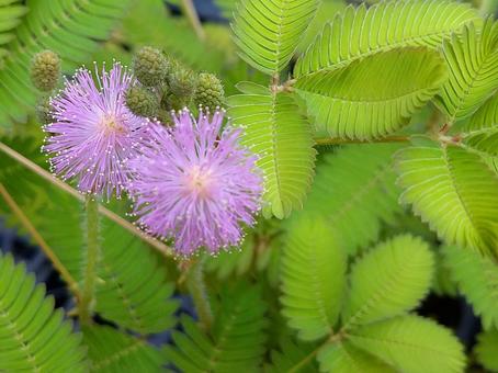 オジギソウの花 オジギソウの花の写真