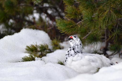 ハイマツの下で座るオスのライチョウ ハイマツの下で座るオスのライチョウ ライチョウ,冬毛のライチョウ,冬毛の写真素材