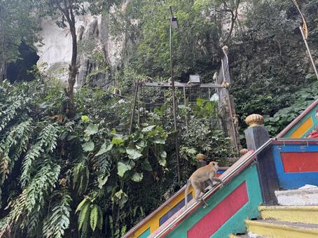 バトゥ洞窟 バトゥ洞窟,マレーシア,マレーシア観光の写真素材