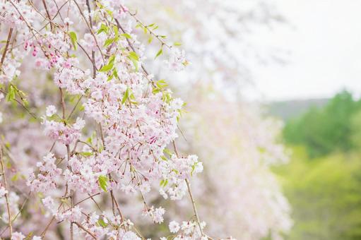 Photo, weeping cherry tree, spring, cherry blossoms, 