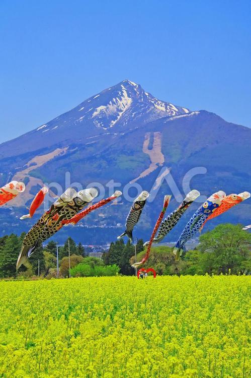 春の旅行のイメージ 春,菜の花,鯉のぼりの写真素材