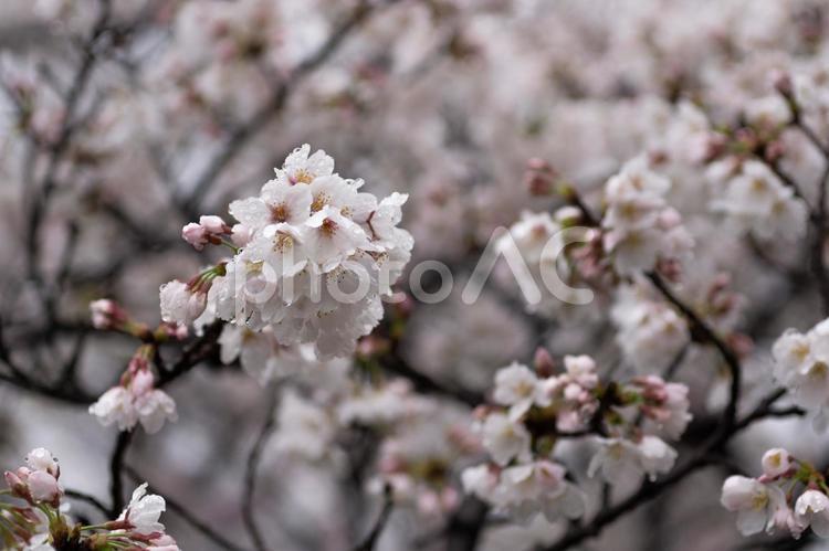 雨の日の桜 春,ボケ,木の写真素材