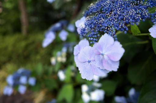 青いアジサイ 青いアジサイの写真