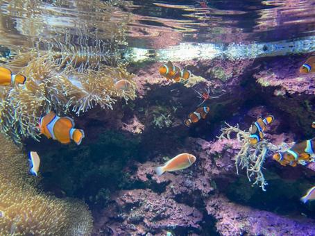 カクレクマノミ カクレクマノミ 水族館,魚,かわいいの写真素材