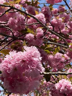 春の訪れの写真