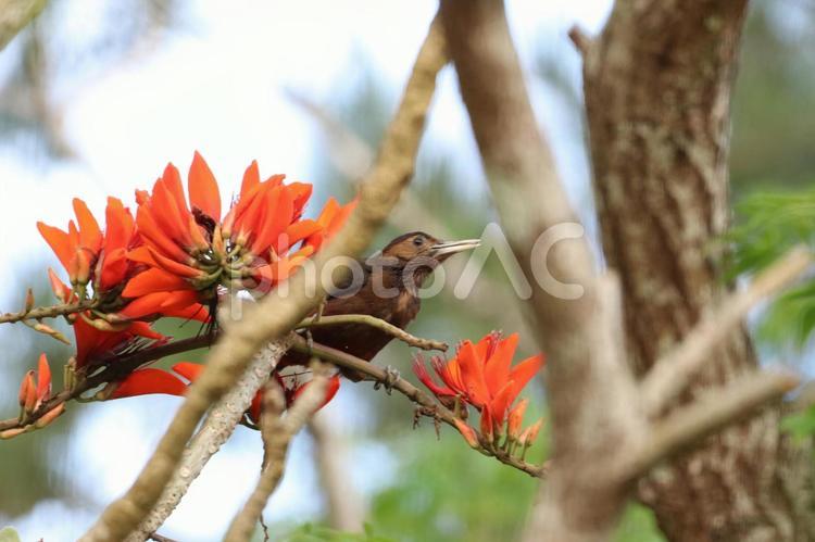デイゴの花とノグチゲラ　やんばるの森 世界自然遺産,赤い,赤の写真素材
