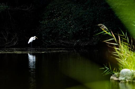 白鷺のリフレクション1 白鷺,鷺,サギの写真素材