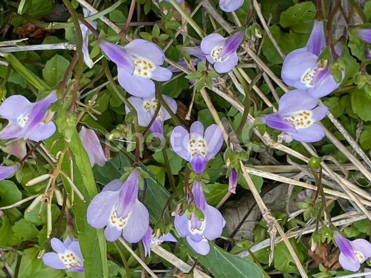 ムラサキサギゴケ　グランドカバー　匍匐茎 ムラサキサギゴケ,グランドカバー,サギゴケの写真素材