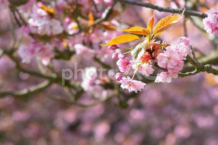 ドイツ、TELTOWの八重桜 桜,八重桜,ドイツの写真素材