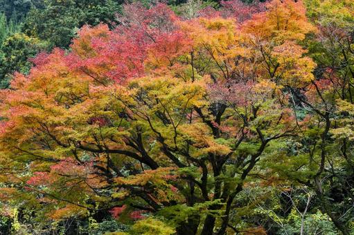 紅葉 もみじ,紅葉狩り,鮮やかの写真素材