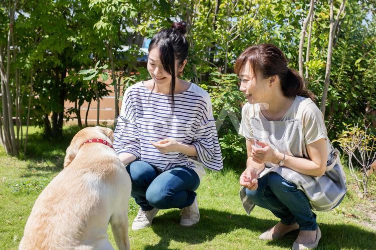 犬の散歩をする女性たち ペットショップ,愛犬,愛犬家の写真素材