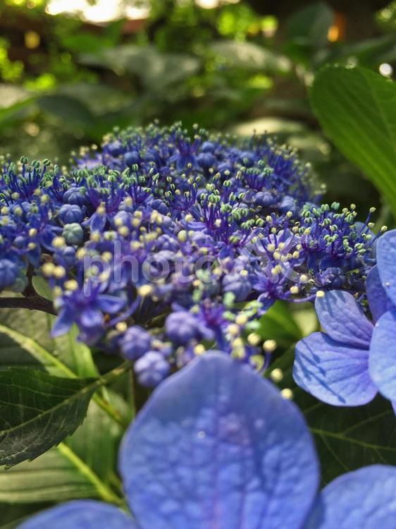 アジサイ５ アジサイ,花,アップの写真素材