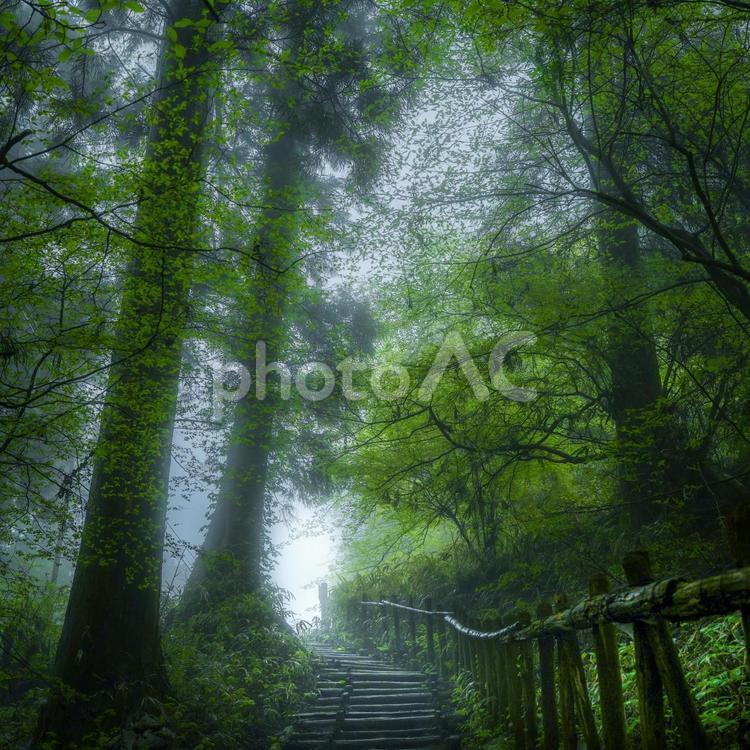 雨上がりの森 雨,梅雨,木の写真素材