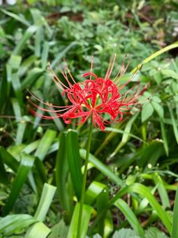 一輪の彼岸花 花,秋,曼殊沙華の写真素材