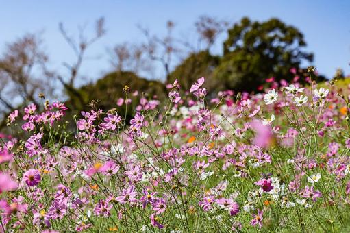 白木峰高原のコスモス 白木峰高原のコスモス コスモス,秋桜,コスモス園の写真素材