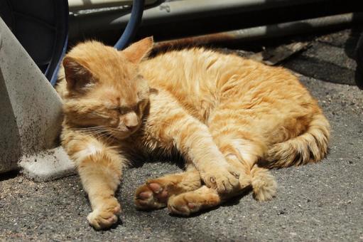 ねこ ねこ にゃんこ,可愛い,野良猫の写真素材