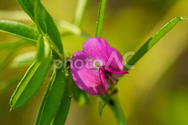 木陰に咲くヤハズエンドウ 植物,花,自然の写真素材