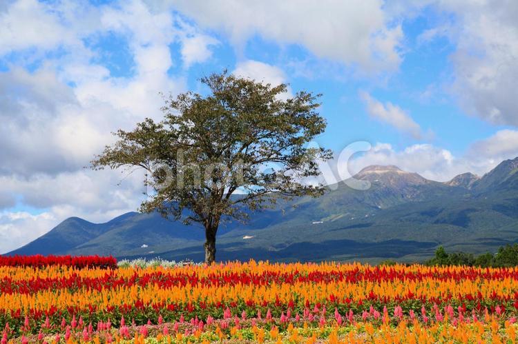 秋の花、ケイトウの丘（栃木那須） 花,ケイトウ,花の丘の写真素材