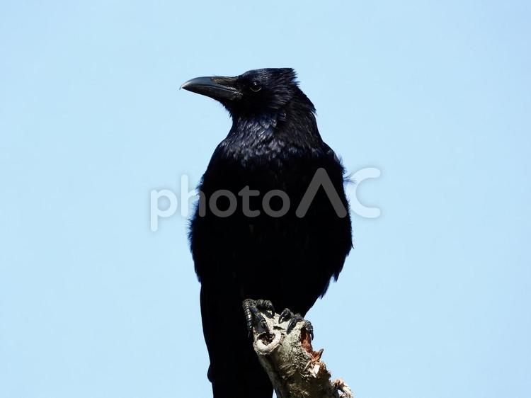 木の先端にとまるカラス 鳥,野鳥,カラスの写真素材