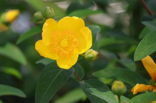 キンシバイの黄色い花びらの花のアップ キンシバイの黄色い花びらの花のアップの写真