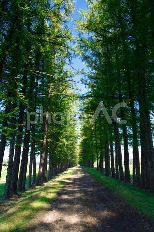 エゾマツの並木道 並木道,エゾマツ,道の写真素材