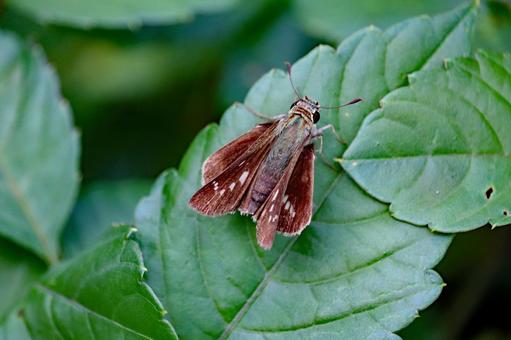 セセリチョウの写真