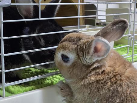 ケージの外のうさぎと中のうさぎ うさぎ,ウサギ,草食動物の写真素材