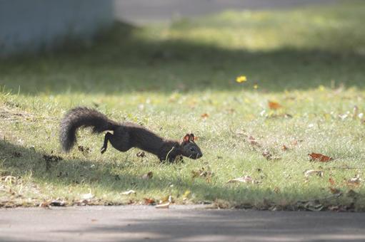 エゾリスのジャンプ エゾリスのジャンプ エゾリス,リス,野生動物の写真素材
