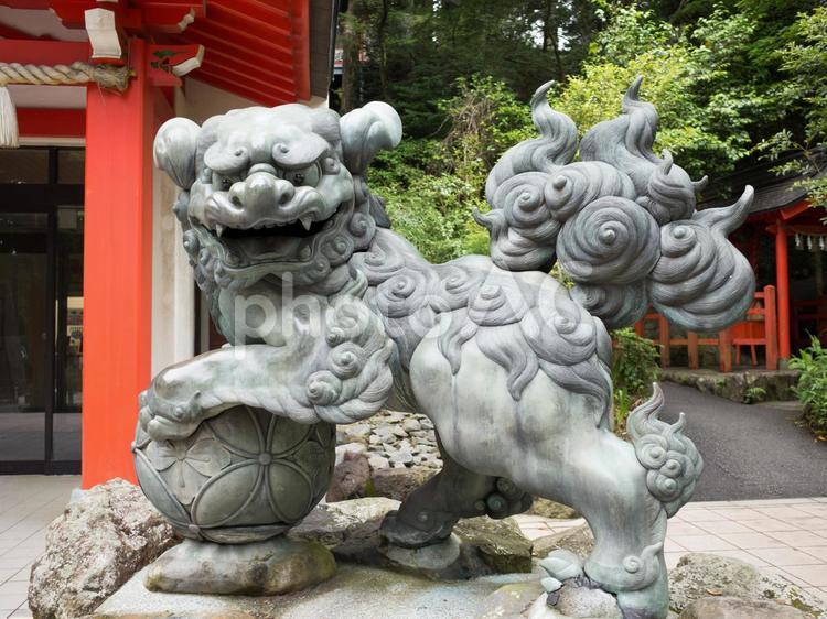 箱根神社　獅子　狛犬　 狛犬,獅子,阿像の写真素材
