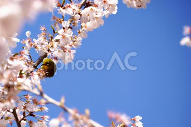桜とメジロ、春の訪れ ピンク,満開,霞の写真素材
